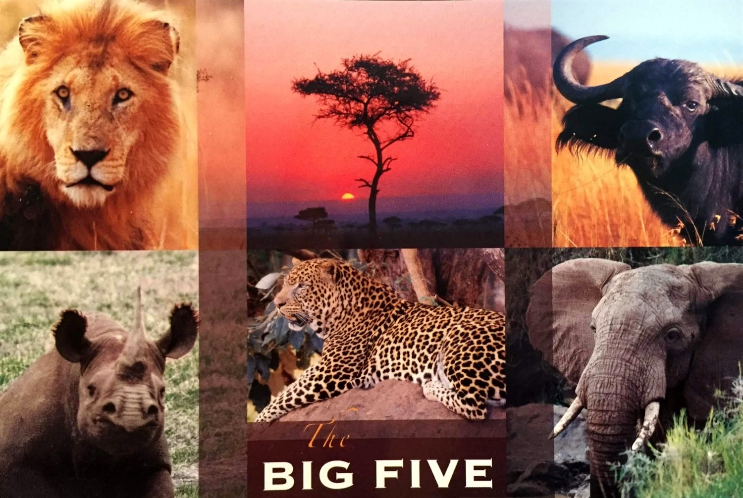 Пятерка африки. Большая пятерка животных Африки. Большая Африканская пятёрка. Big Five животные. Кения большая пятерка.